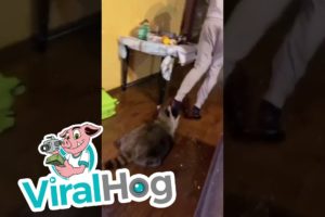 Raccoon Likes to Play with Person || ViralHog