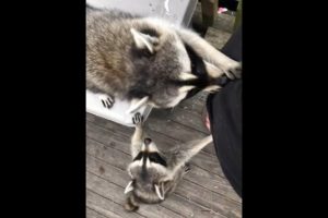 Raccoons helping me arrange Peonies and "play biting" because i'm ignoring them  -  6/8/2019