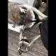 Raccoons helping me arrange Peonies and "play biting" because i'm ignoring them  -  6/8/2019