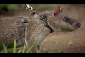 Rats Save Humans From Landmines | Extraordinary Animals | Series 2 | Earth