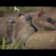 Rats Save Humans From Landmines | Extraordinary Animals | Series 2 | Earth