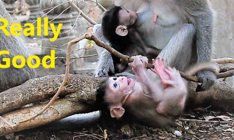 Really Fantastic Actions! Babies Perform Playing on the Small Tree