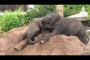 Remarkable elephant baby survives disease to play with sister