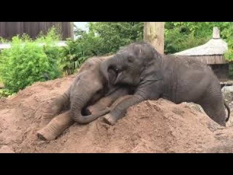 Remarkable elephant baby survives disease to play with sister