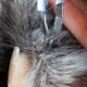 Remove Big Tick From Body And Ear | Animal Rescued Videos