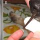 Remove Huge LEECH from Poor Dogs Nose | Rescue Dogs 2020