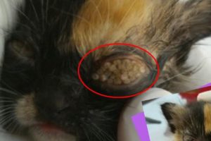 Remove Hundreds Maggots Froms Kitten's EYE | Rescue Kitten