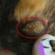 Remove Hundreds Maggots Froms Kitten's EYE | Rescue Kitten