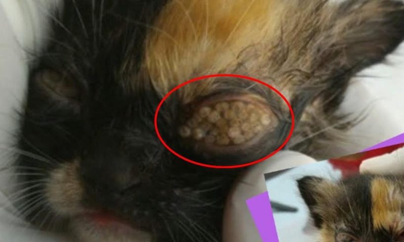 Remove Hundreds Maggots Froms Kitten's EYE | Rescue Kitten