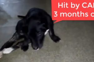 Rescue 3 Months Old PUPPY Was Hit by a Car While Crossing The Road After Her Mother.