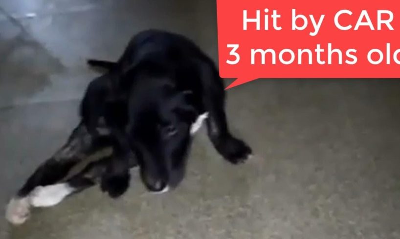 Rescue 3 Months Old PUPPY Was Hit by a Car While Crossing The Road After Her Mother.
