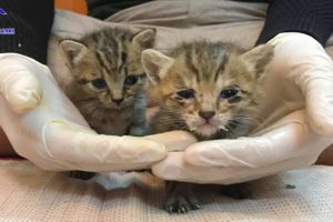 Rescue 3 weeks old orphan kittens choked milk cause by human!