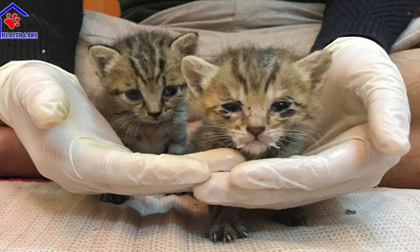 Rescue 3 weeks old orphan kittens choked milk cause by human!