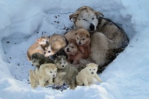 Rescue 9 Homeless Puppies and Mom Live In The Snow Will Make Warm Your Heart