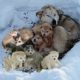 Rescue 9 Homeless Puppies and Mom Live In The Snow Will Make Warm Your Heart