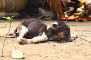 Rescue A Poor Heartbreaking Puppy Was Abandoned Very Suffered Pain Waiting To Die On The Ground