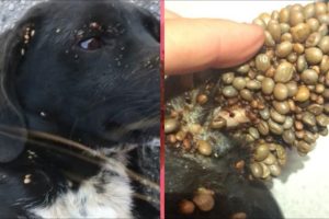 Rescue Abandoned Dog From so Many Ticks