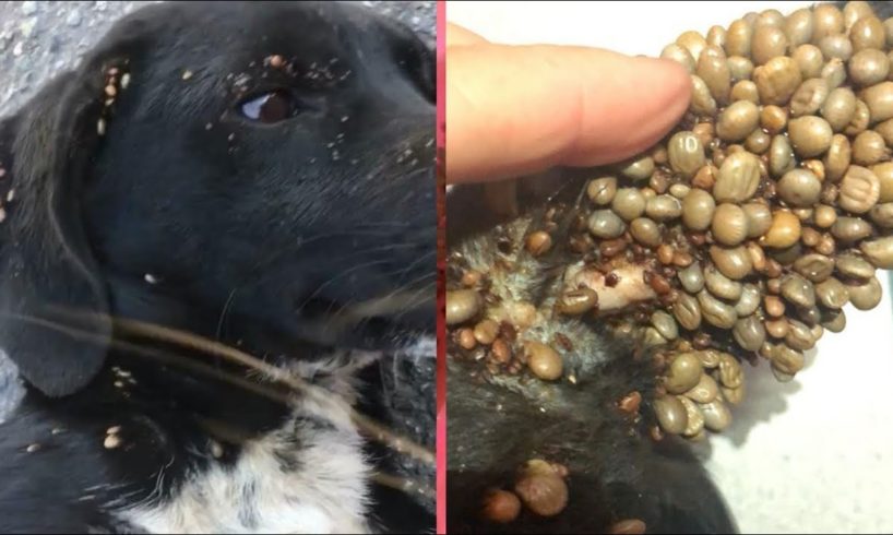Rescue Abandoned Dog From so Many Ticks