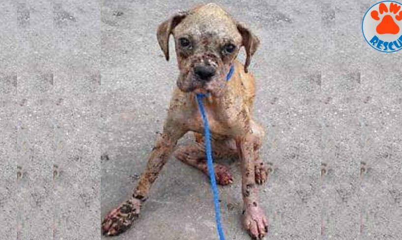 Rescue Abandoned Dog Starving, Bruised, Scared with a BrokenHeart Was Dumped in a Dumpster