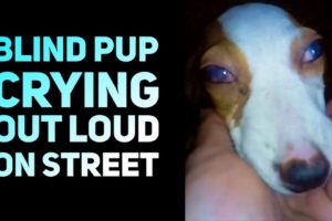 Rescue Blind Dog Crying Out Loud On Street with No One Help