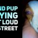 Rescue Blind Dog Crying Out Loud On Street with No One Help
