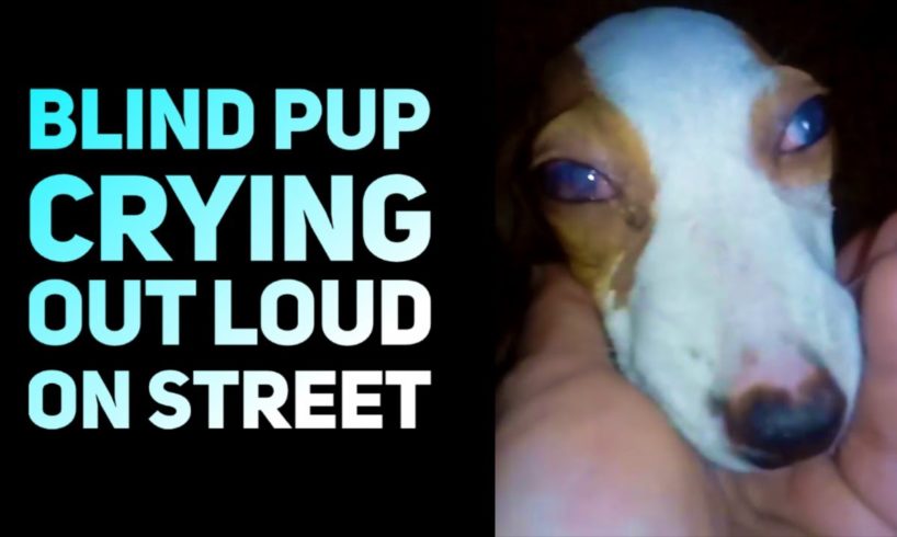 Rescue Blind Dog Crying Out Loud On Street with No One Help