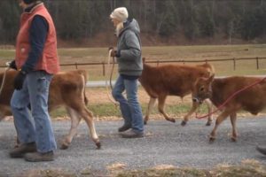 Rescue Calves go Home | Animal Rescue | Animal Sanctuary