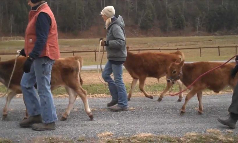 Rescue Calves go Home | Animal Rescue | Animal Sanctuary