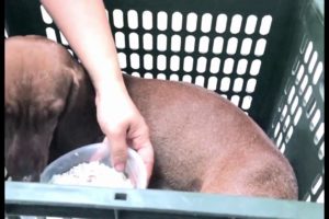 Rescue Dog Pregnant, Abandoned Dog Hide Her Puppies Under Old House