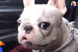 Rescue Frenchies Are Just The BEST | The Dodo