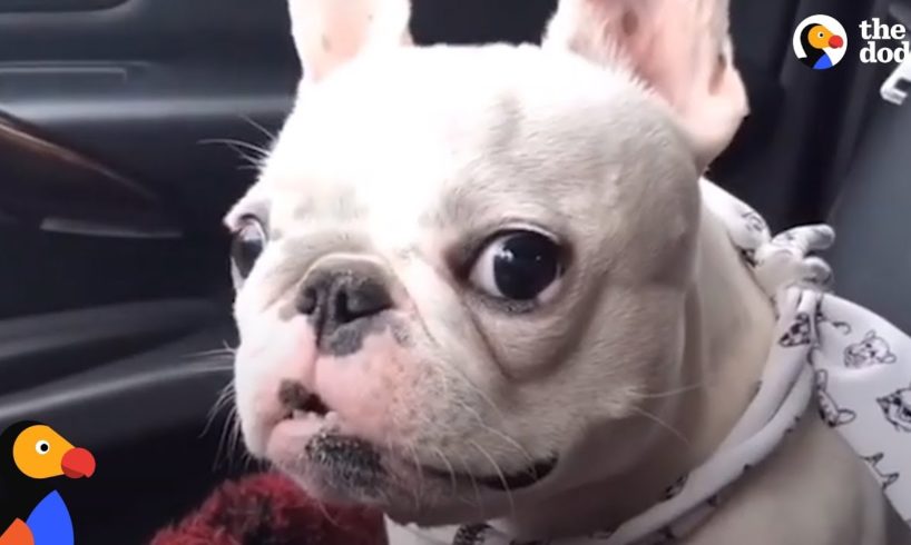 Rescue Frenchies Are Just The BEST | The Dodo