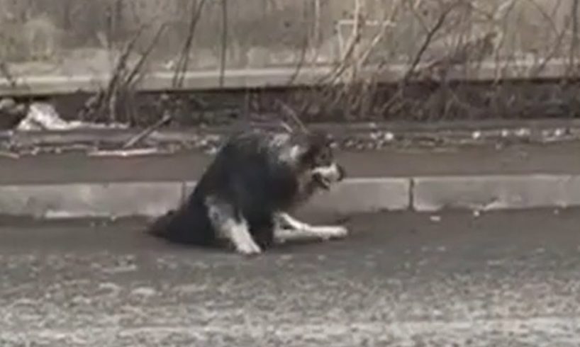 Rescue Homeless Dog Was Crushed Two Feet On The Bustling Street