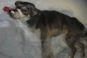 Rescue Homeless Dog Was Shot Make Lying Motionless In The Cold Snow