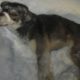 Rescue Homeless Dog Was Shot Make Lying Motionless In The Cold Snow