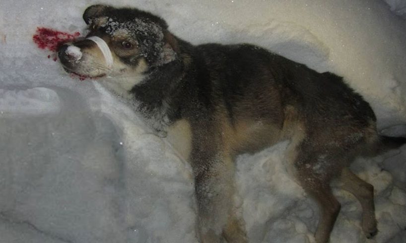 Rescue Homeless Dog Was Shot Make Lying Motionless In The Cold Snow