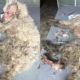 Rescue Homeless Dogs with Necrotic Wounds and Lots of Maggots Amazing Recovery