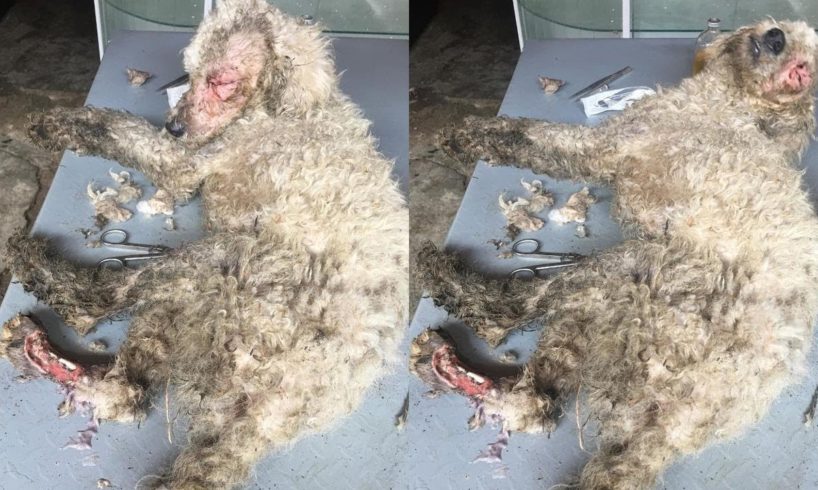 Rescue Homeless Dogs with Necrotic Wounds and Lots of Maggots Amazing Recovery