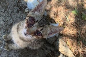 Rescue Homeless Kitten Was Broke Eyes Make You Are Happy