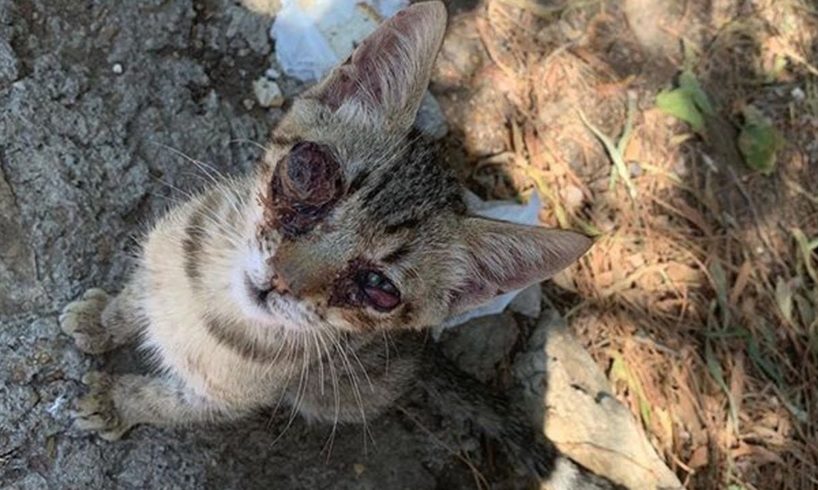 Rescue Homeless Kitten Was Broke Eyes Make You Are Happy