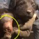 Rescue Homeless Puppy With a Completely Rotten Leg