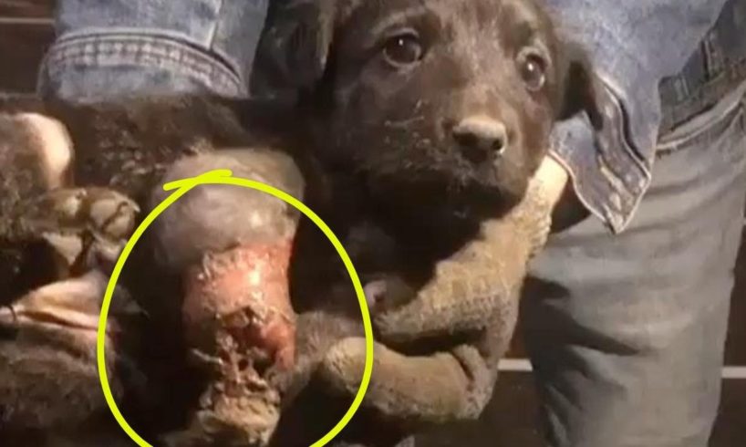 Rescue Homeless Puppy With a Completely Rotten Leg