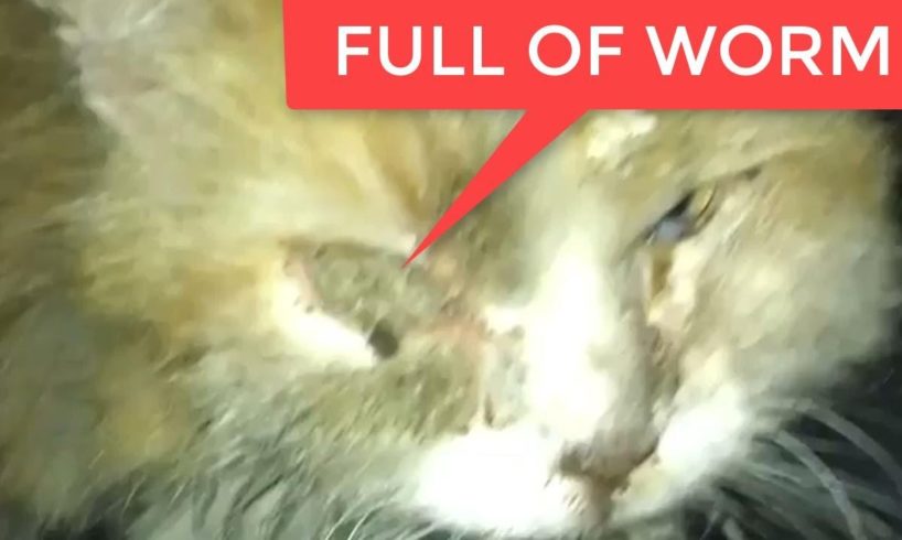 Rescue Kitty Full Of Worms Dehydrated and Exhausted Just to Horror