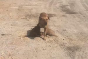 Rescue Mother (Without Leg) and Puppies Wandering at Factory No Chane of Survive