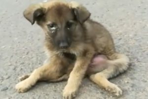 Rescue Paralyzed Puppy Was Scaring On The Streets & Recovering Wonderfully