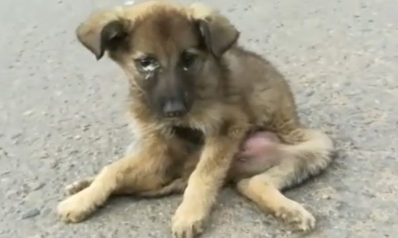 Rescue Paralyzed Puppy Was Scaring On The Streets & Recovering Wonderfully