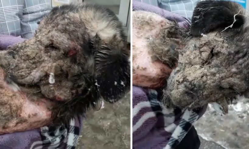 Rescue Poor Aabandoned Dog Is Dying From Terribly Injured Makes You Cry All The Time
