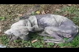 Rescue Poor Abandoned Dog , Only Bones & Skin and Miracle Transfomation