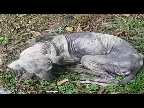 Rescue Poor Abandoned Dog , Only Bones & Skin and Miracle Transfomation