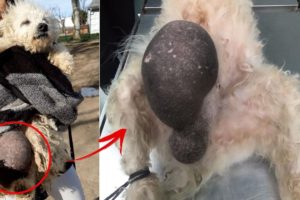 Rescue Poor Abandoned Dog with Huge Tumor Cancer