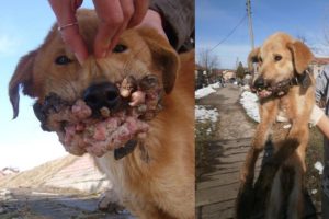 Rescue Poor Abandoned Puppy Suffered Pains with Papillomas Disease Waiting for Death